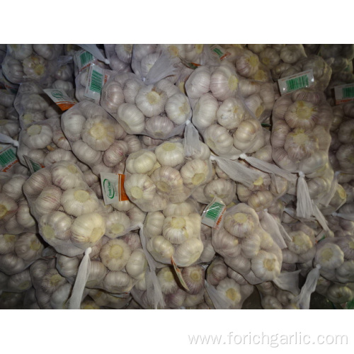 Fresh Normal White Garlic Crop 2019 Size 5.0